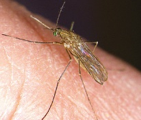 Common house mosquito